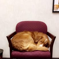 Drake, the practice's Nova Scotia Duck Tolling Retriever, at the office